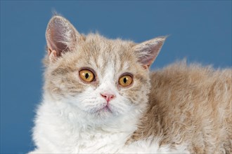 Pedigree cat Selkirk Rex, kitten, age 10 weeks, colour lilac mackerel tabby white, animal portrait,