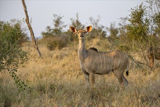 Greater Kudu (Tragelaphus strepsiceros) in dry grass, adult female in evening light, alert, Kruger