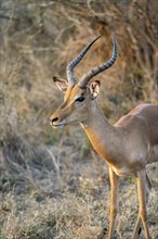 Impala (Aepyceros melampus), black heeler antelope, adult male in the evening light, animal