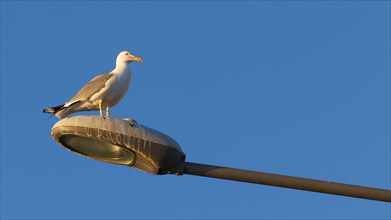 A resting seagull on a street lamp against the clear blue sky during the golden hour, Gythio, Mani,