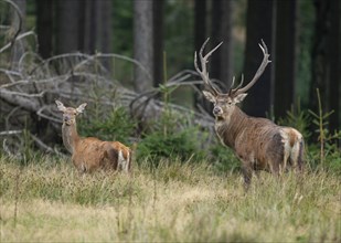 Red deer (Cervus elaphus) hind, red deer and stag standing in a forest meadow, captive, Germany,