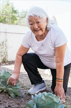 Asian retired elderly woman gardening in back garden. Smiling Japanese elderly woman gardening.