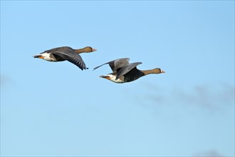Greater white-fronted geese (Anser albifrons), in flight, against a blue sky, Lower Rhine, North
