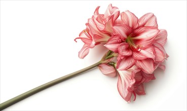 Pink Amaryllis flower on white background AI generated