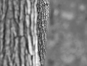 Sw, three tree trunks, Scots pine and beech, detail, play with depth of field and different