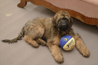Briard, young, 4 months old