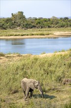 African elephant (Loxodonta africana), on the banks of the Sabie River, Kruger National Park, South