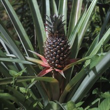Seychelles, Flora, Pineapple, Africa