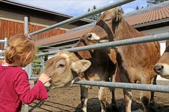 Farm holidays in the Allgaeu: Four-year-old girl with the cows