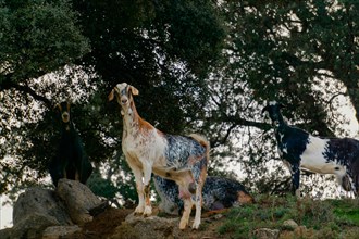 Herd of curious goats on the rocks of the bush looking at the camera