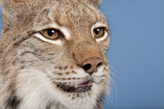 Eurasian lynx (Lynx lynx), animal portrait, close-up, captive, studio shot