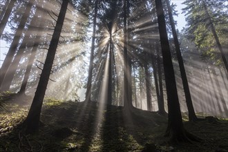 Sunbeams between trees in the forest, haze, fog, backlight, mountain forest, Upper Bavaria,