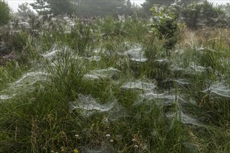 Early morning heath landscape in fog with spider webs and dew, Blabjerg Plantage, Henne Kirkeby,