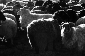 Crowded white and black sheep in a pasture on a frosty morning, Neso, Mecklenburg-Vorpommern,