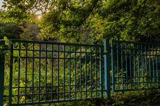 Green metal fence in countryside with setting sun shining through tree branches in South Korea