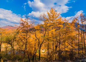 Grove of trees in beautiful fall colors in front of mountains under low level cumulus clouds