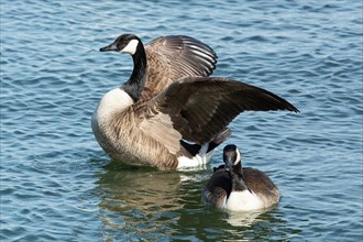 Canada goose two birds with open wings swimming side by side in water looking different