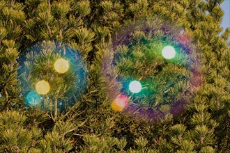 Soap bubbles some coloured film of soapy water next to each other in front of green tree needles