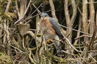 Sparrowhawk male sitting in garden hedge looking from the front