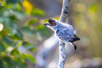 Black-crowned Tityra (Tityra inquisitor inquisitor) Pantanal Brazil