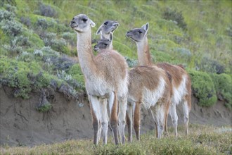 Guanaco (Llama guanicoe), Huanako, adult, group, Torres del Paine National Park, Patagonia, end of