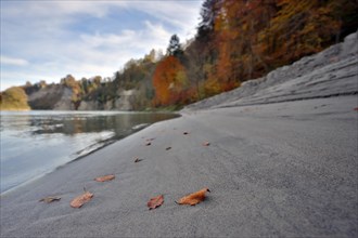 Individual red beech leaves lie on a grey sandbank on the wooded bank of a river in autumn,