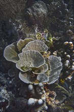 Small polyp stony coral, (Montipora mactanensis), Wakatobi Dive Resort, Sulawesi, Indonesia, Asia