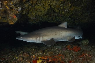 Sand tiger shark (Carcharias taurus) in its den. Dive site Protea Banks, Margate, KwaZulu Natal,