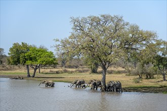 African elephants (Loxodonta africana), herd bathing and drinking in the water at a lake, Kruger