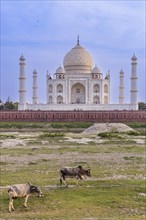 The Taj Mahal, view from the View Point near Mehtab Bagh or Moonlight Garden, Agra, India, blue