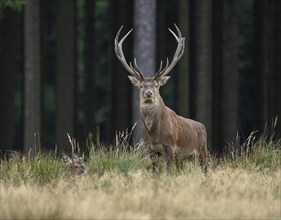 Red deer (Cervus elaphus), young deer lying and old deer standing on a forest meadow, captive,
