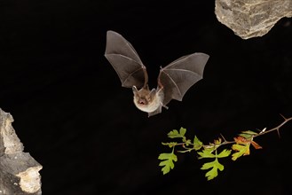 Bechstein's bat (Myotis bechsteinii) in flight, Thuringia, Germany, Europe