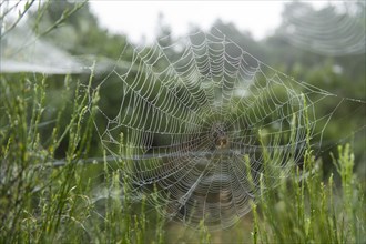 Spider web in the early morning with cross spider in the centre, Blabjerg Plantage, Henne Kirkeby,