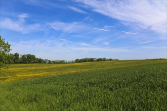 Meadow, green grasses, landscape, summer mood, blue sky, clouds, nature near Neidlingen, Swabian