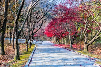 Hiking path in wilderness mountain park lined with trees in autumn colors in South Korea