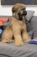 Briard, young, 9Moate old, on sofa