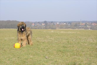 Briard, young, 9Moate old, plays with ball