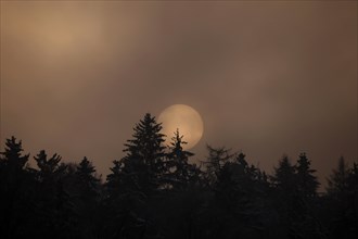 The sun disc sets behind a snowy forest in foggy weather, reddish evening light, Upper Bavaria,