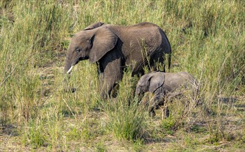 African elephant (Loxodonta africana), mother with young, feeding on the banks of the Sabie River,