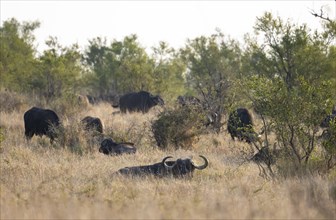 African buffalo (Syncerus caffer caffer), herd in dry grass, African savannah, Kruger National