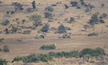 Southern giraffes (Giraffa giraffa giraffa) in the savannah, from above, Kruger National Park,