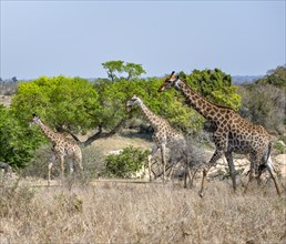 Three southern giraffes (Giraffa giraffa giraffa), African savannah, Kruger National Park, South