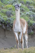 Guanaco (Llama guanicoe), Huanako, adult, Torres del Paine National Park, Patagonia, end of the