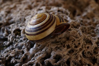 Small snail shell in shades of yellow and brown lies on a colour-matching background of tuff,