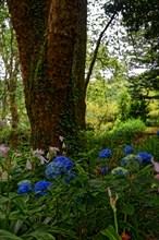 A garden path with blooming blue hydrangeas and lush greenery, Terra Nostra Park, Furnas, Sao