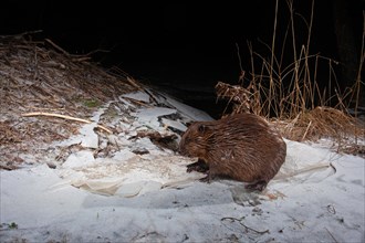 European beaver (Castor fiber) in winter at the beaver lodge, Thuringia, Germany, Europe