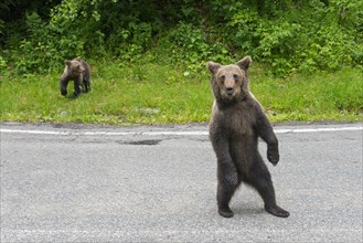Two brown bears standing on a road, one of them upright, in a natural environment, European brown