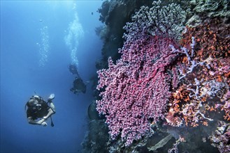 Godeffroy soft coral (Siphonogorgia godeffroyi), with divers, Wakatobi Dive Resort, Sulawesi,