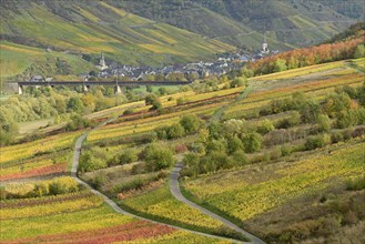 View over autumnal vineyards to the wine village of Ediger-Eller, Moselle, Rhineland-Palatinate,