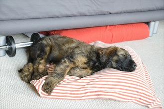 A dog rests on a striped cushion under a grey sofa next to a dumbbell, Briard (Berger de Brie),